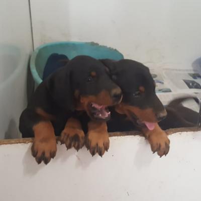 20a9fc90 0c75 4d41 A7c0 Adf7e38ba037