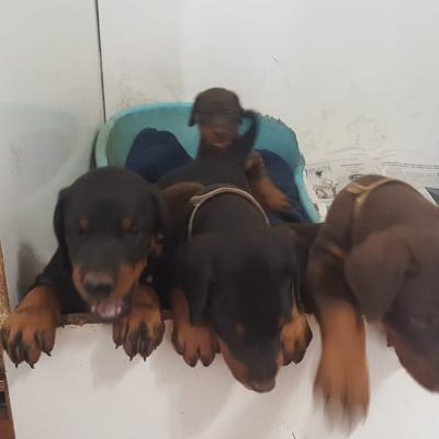 32585ade 947f 4732 8e3e 5df6a3213a5e