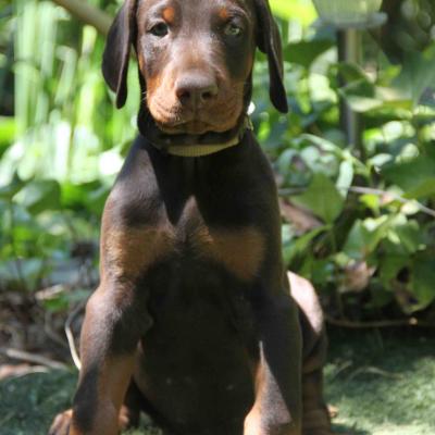 Marron Collar Claro 3