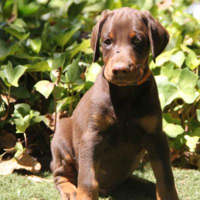 Marron Collar Naranja