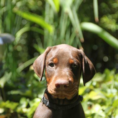 Marron Collar Negro Sentado