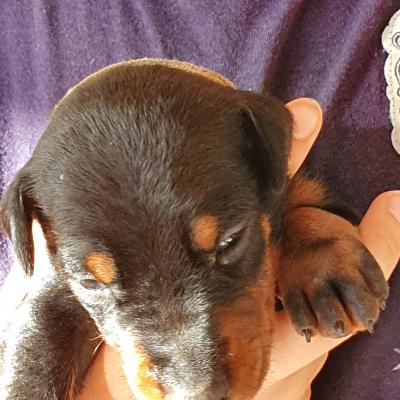 H Negra Collar Blanco