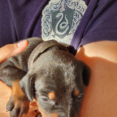 H Negra Collar Negro 3