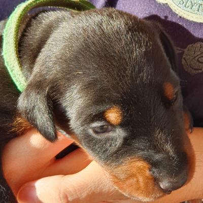 H Negra Collar Verde 3
