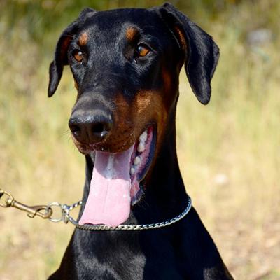 Defender of Bulgaria Nikita 