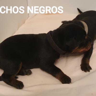 Machos Negros