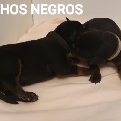 Machos Negros