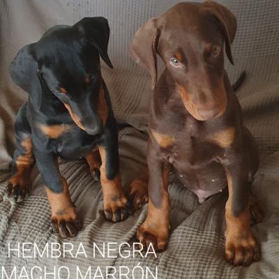 Hembra Negra Macho Marron