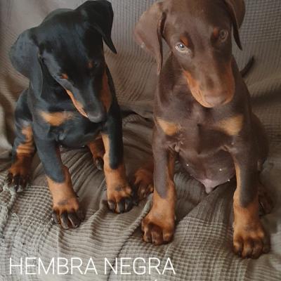 Hembra Negra Macho Marron