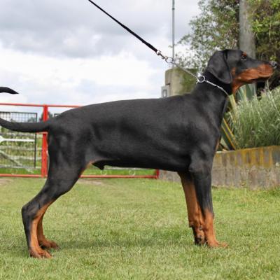 Criados por nosotros