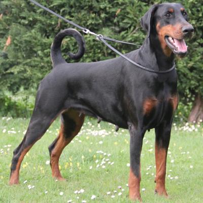 Eria Pro Fangoria 02