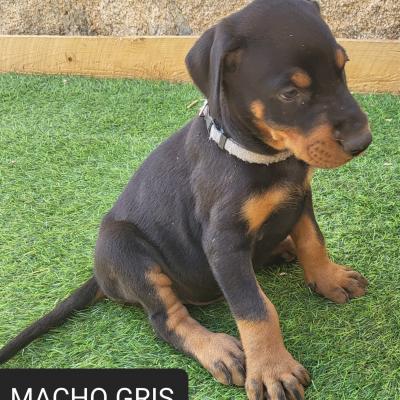 Macho Gris2 01