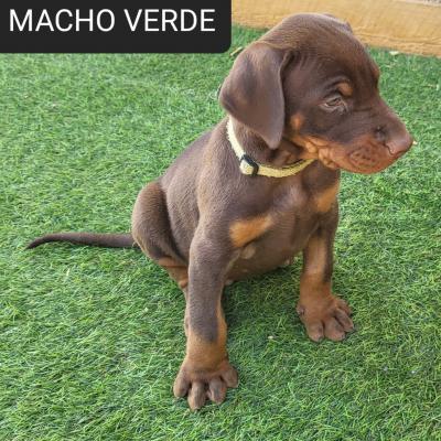 Macho Verde 03