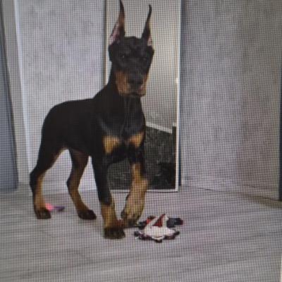 TEFIDA OF THE RISING SUN  ( Elka)