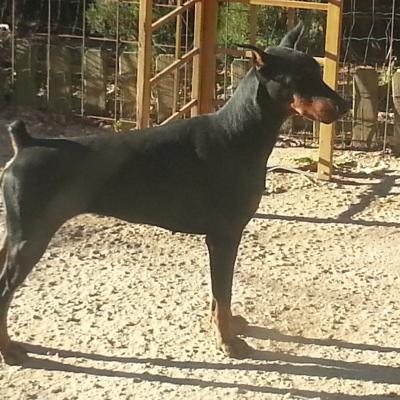 PRIDE OF RUSSIA HANNA MONTANA