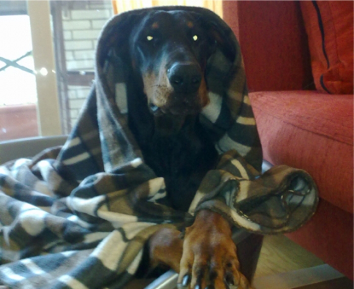 La leyenda negra del Dobermann