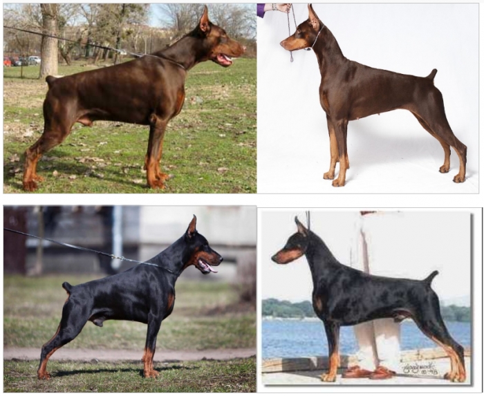 DOBERMANN EUROPEO VS DOBERMANN AMERICANO